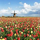 Unknown Artist Zijpe Willmill tulip painting